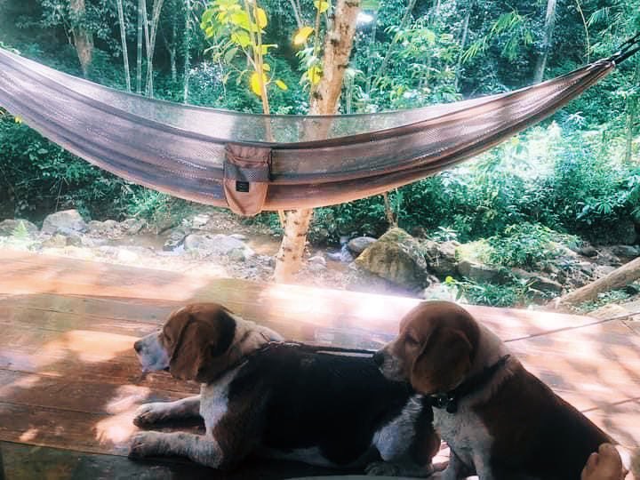 greenspacehome's tweet photo. "Escape with your best friend to our pet-friendly retreat." 🐶🐶
Contact Us : 
📱 : https://t.co/b1XAY5oHjT
📞 : +6685-9435595. 

#greenspaceliving  #travel #mountain
 #backpacker  #airbnb #vacation #cabininthewood #phuket #fullmoonparty #krabi #phangan #samui  #petfriendly https://t.co/bg1NJNmJS1