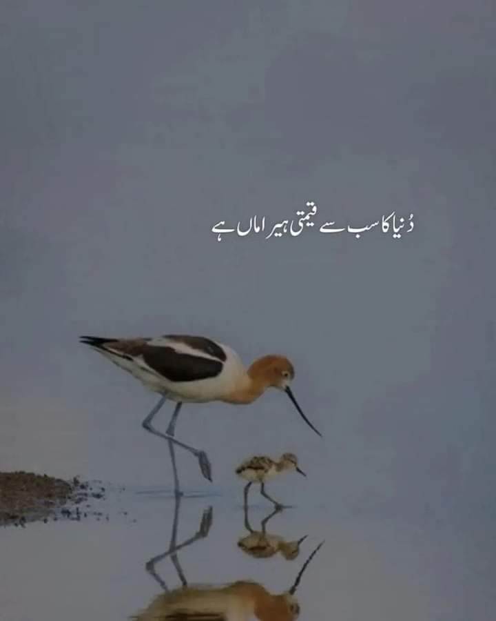 بے شک 
صبح بخیر 🌅

Have a nice day ☺️