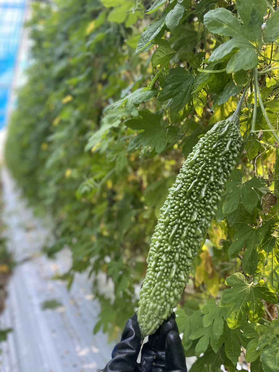 糸満のゴーヤー農家です🧑‍🌾
大人も子供もゴーヤー食べてビール飲んで夏を乗り越えましょう☀️🍺
 #アップ738