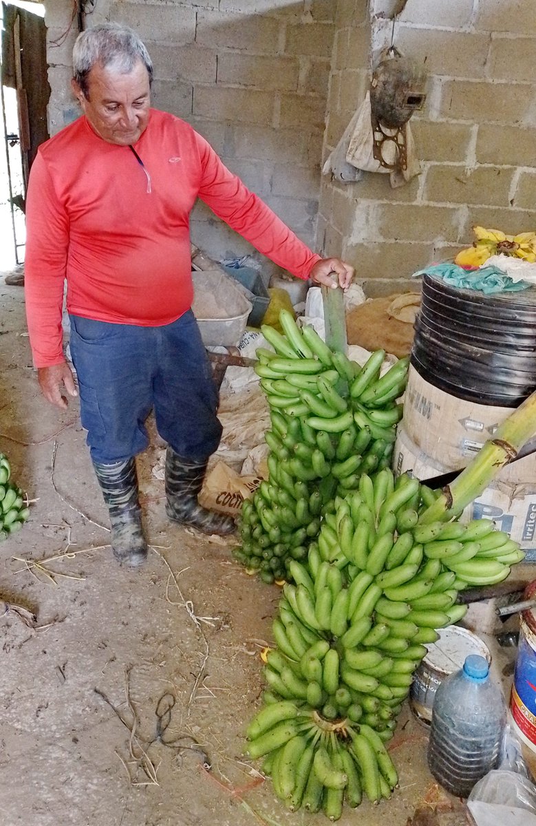 Rafael Peña es un agricultor de la CCS Abel Santamaría en #IslaDeLaJuventud que apuesta por la agroecología para obtener resultados. Hoy en su finca 25 de Noviembre tiene sembrados maíz, boniato, malanga, pepino, plátano y quimbombó #GenteQueSuma #PeriódicoVictoria #SentirPinero
