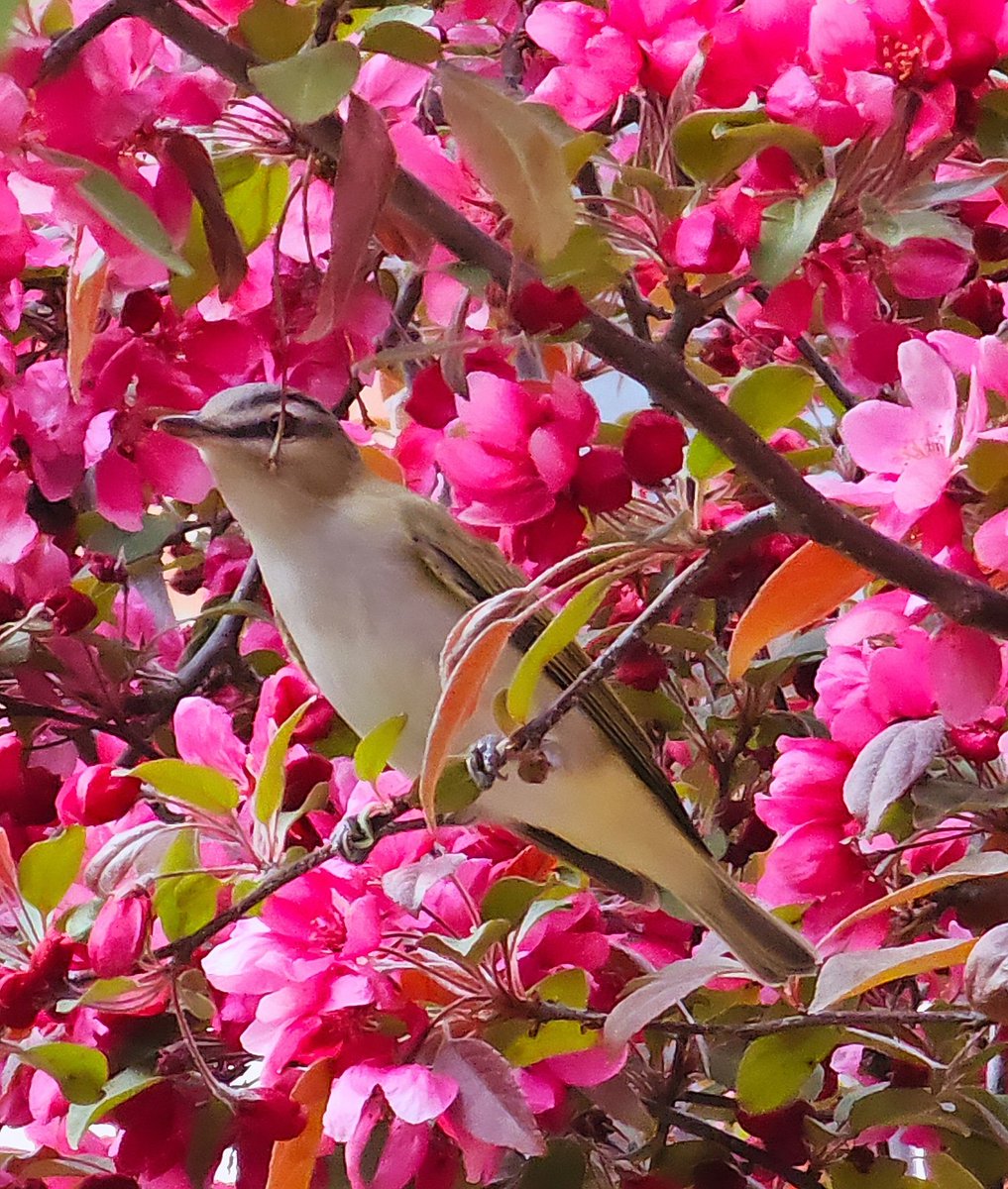 New bird! He was in Crabapple Blossoms behind the Casino this evening. I can't identify him. 🤔 
#bird #oiseau #niagarafalls #nature @ThePhotoHour #shareyourweather #StormHour