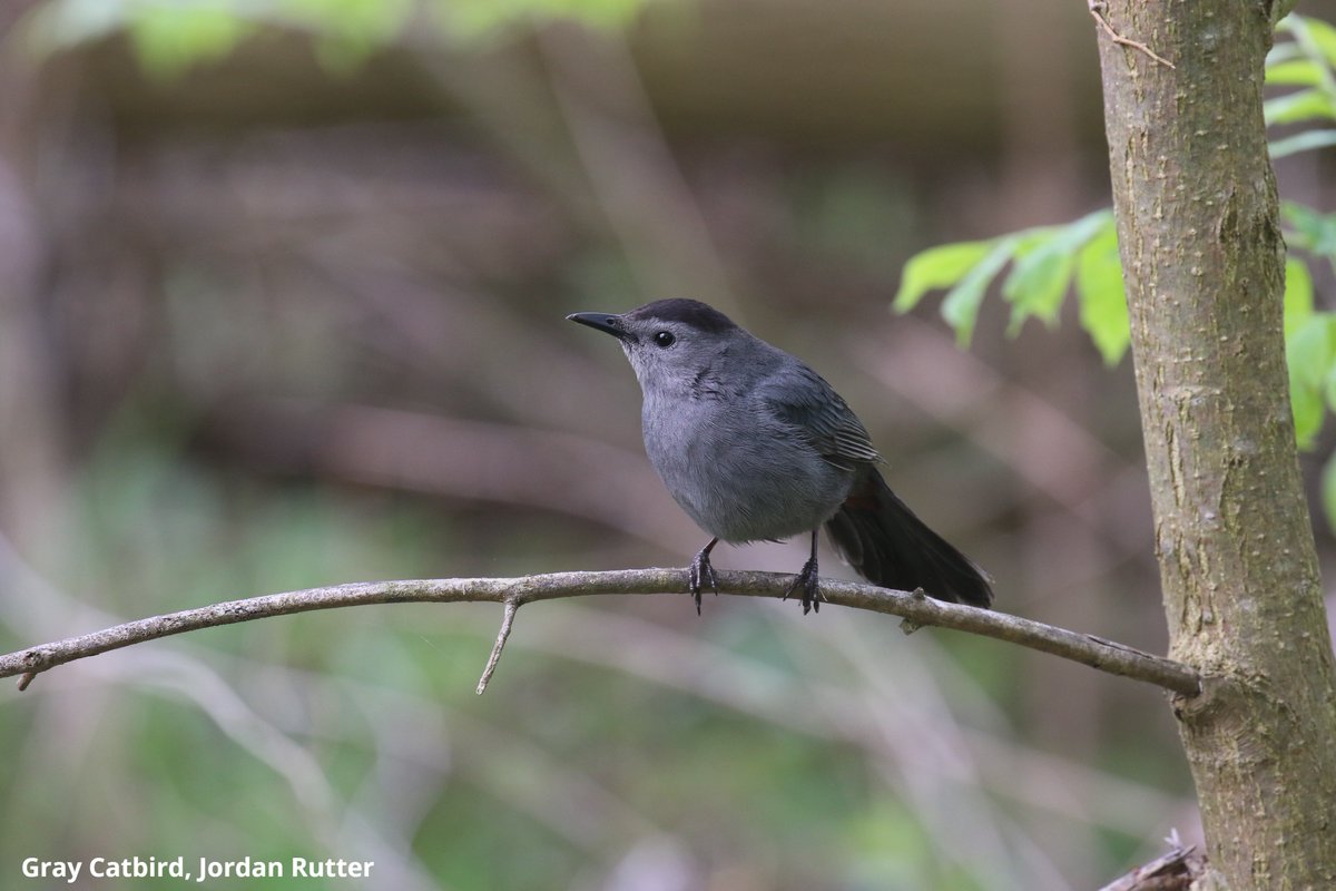 Hello, bird lovers! It's Jordan again, sharing some of my favorite shots from #BiggestWeek so far, including a Prothonotary Warbler, Chestnut-sided Warbler, Yellow Warbler, & Gray Catbird! 😊 Here at #BWIAB? Come say hi at our booth! We would love to meet you!