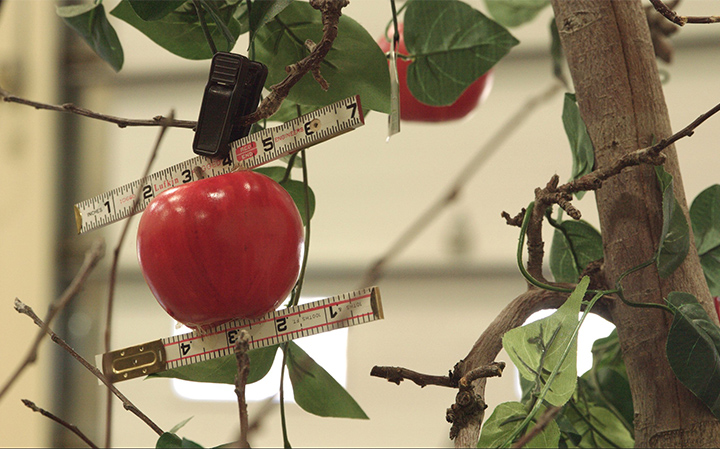 .@FestivalElAleph 'A Common Sequence' examina los cambios entre la vida y el trabajo a través de una salamandra en peligro de extinción y las patentes de las plantas en la industria de la manzana. 🗓️Del 11 al 17 de mayo 📍Sala José Revueltas #CCU. filmoteca.unam.mx/exhibiciones/a…