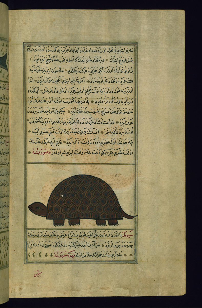 Burglars in medieval Cairo would sometimes send a turtle with a lit candle on its shell into the house they were planning to rob. If someone was home, they'd cry out in amazement when they saw the turtle, scaring off the burglars. Otherwise, the robbery could go ahead.