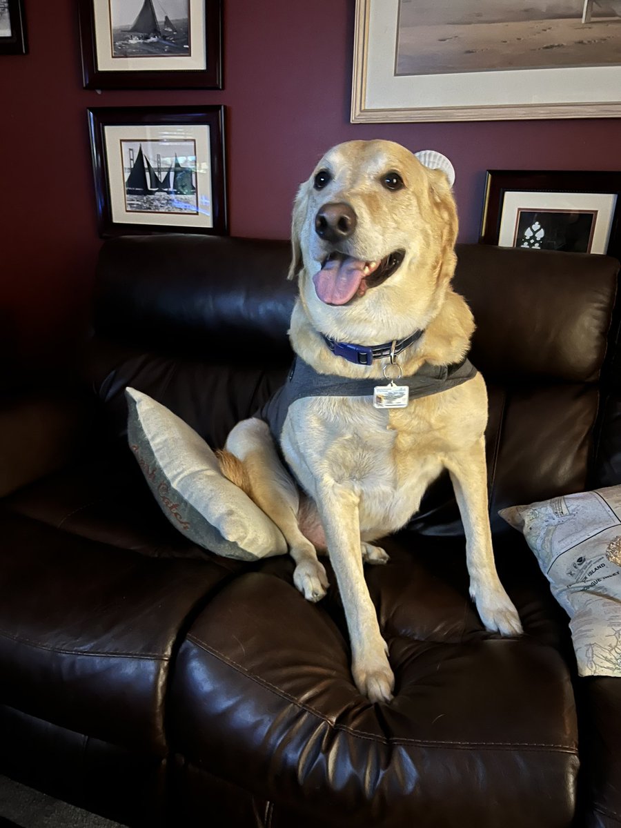 I yam not Hampy boy righmpt now. My face is not a smile. #ThunderBoomies #Hail #DogsofTwitter