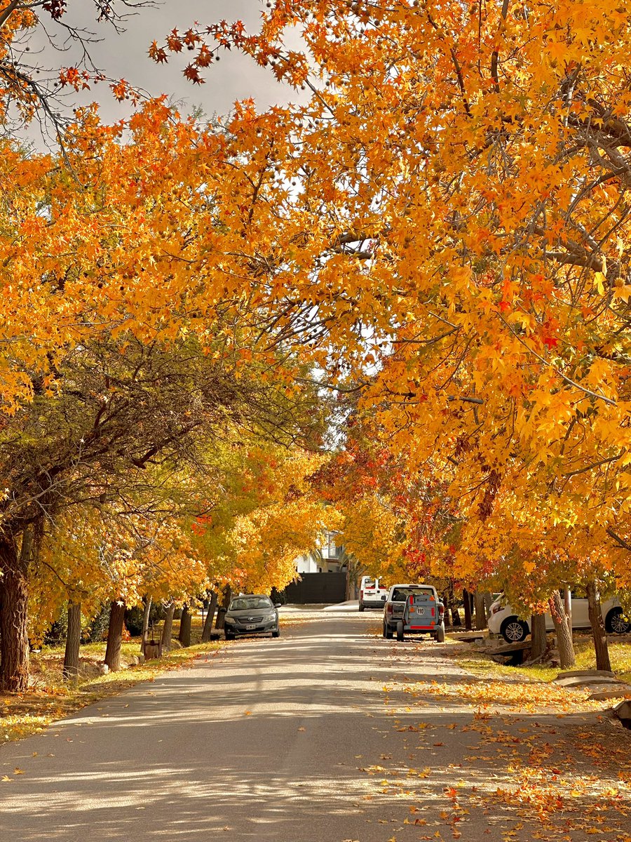 La vuelta a casa en otoño es hermosa

#Mendoza