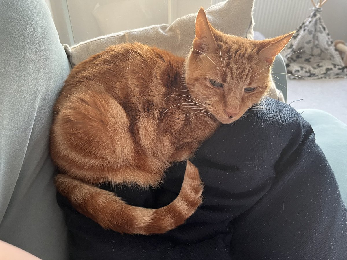 A ball of Tigger #Cats #CatsOfTwitter #CatsOnTwitter #CatsOfX #CatsOnX #GingerCats