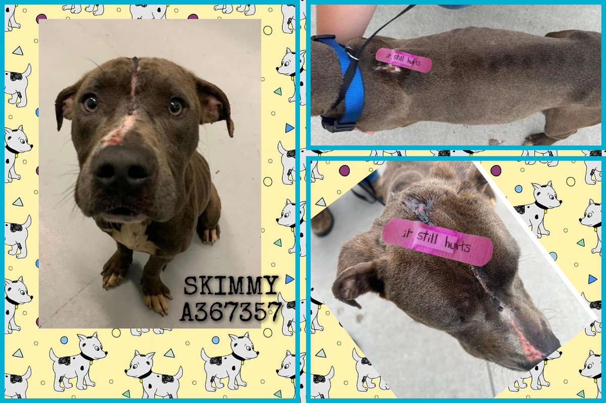 🚨🆘️SKIMMY #A367357 'I am sick & hurt & hungry. The people here are nice but they don't have room to let me live here😭💔' 1 Yo #pibble #CorpusChristiACS want to find him safe 🏡👨‍👩‍👦📧livereleaseteam@cctexas.com #CCACS #TX Doesn't have a kill date, but with open wounds,