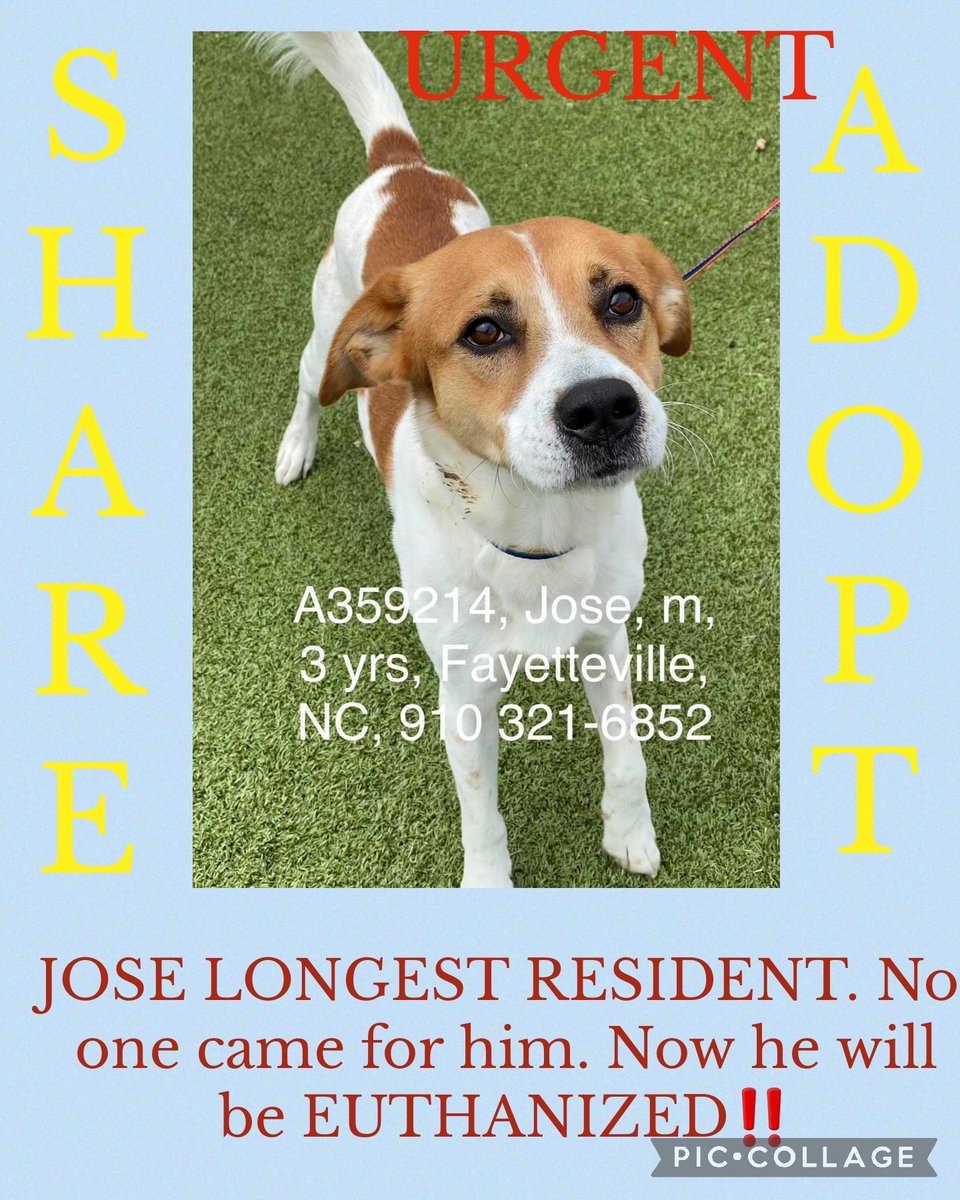 ‼️EUTHANSIA ORDER GIVEN ‼️ JOSE LONGEST RESIDENT. No one came for him. Now he will be EUTHANIZED‼️ #A359214 Border Collie mix 41lb Hw- STRAY Cumberland Cnty Animal Services NC #rescue #adopt #dogs #deathrowdogs #deathrow #codered #rescuemyfavoritebreed  #adoptdontshop