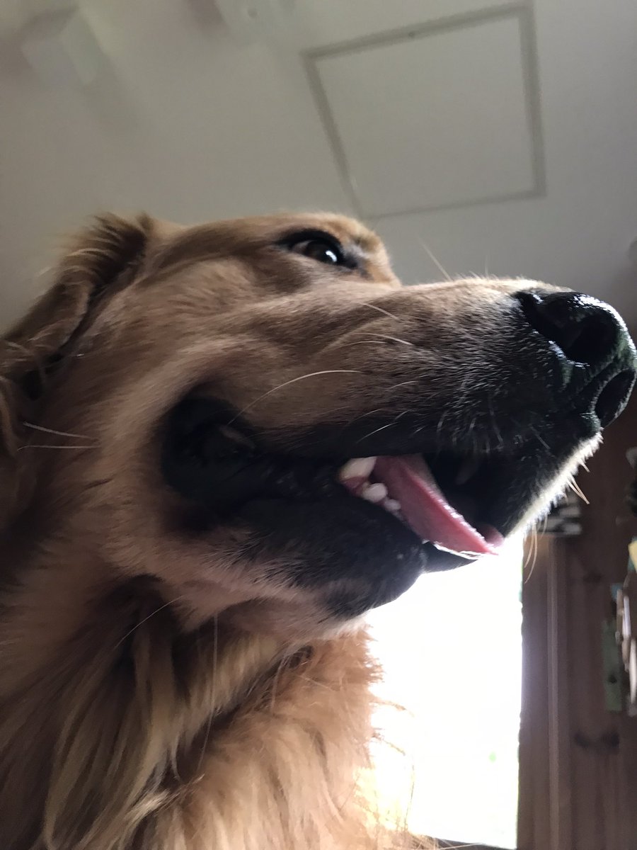 #Goldenretriever
#KAI物語
#大型犬といる暮らし
おはようございます
今日も良い１日になりますように
今日のドアップ
イケワンだワン