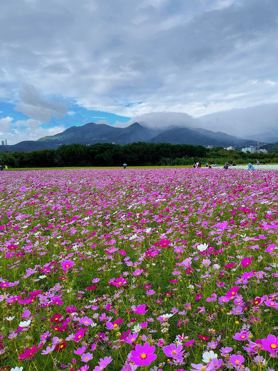 台北の最大の花海が陽明山を取り囲む景色です。🌺🌿