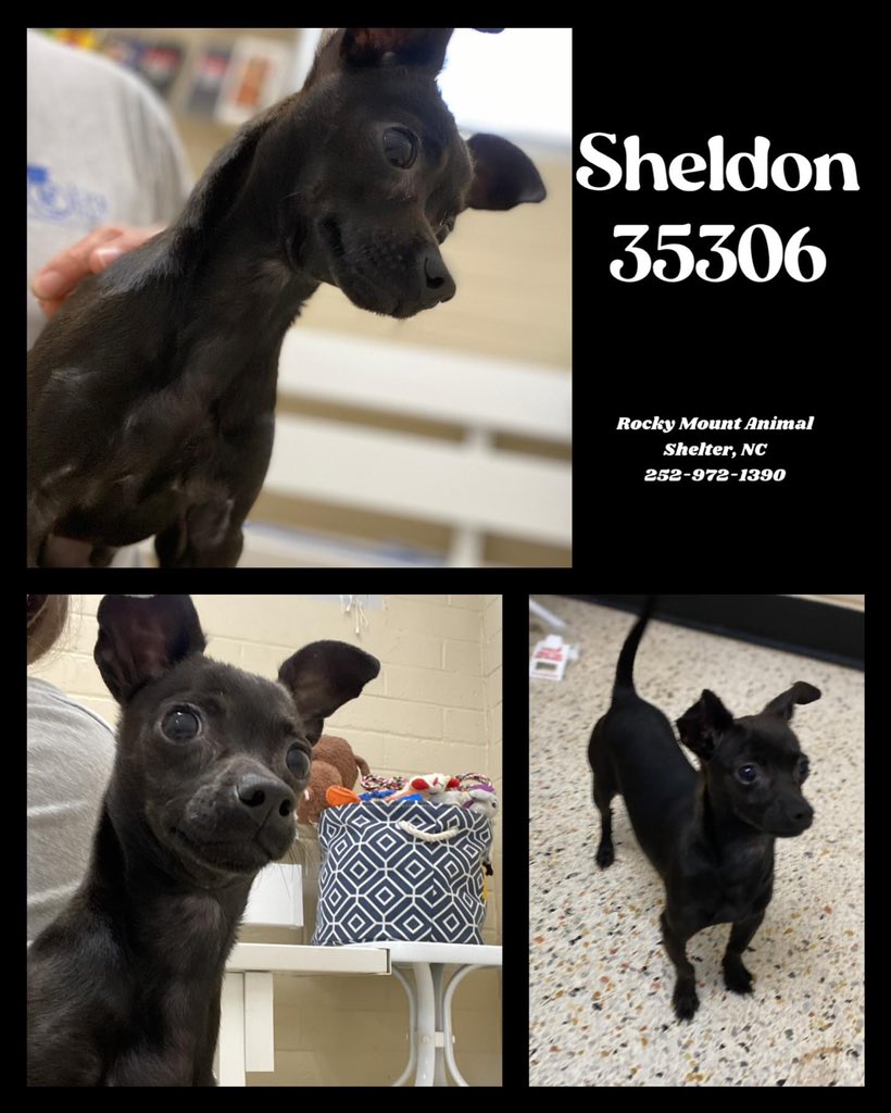 This sweet little guy Sheldon has been given one day to get adopted. That was today. Now tomorrow he has to have a commitment by a rescue or else the shelter says!! He needs pledges and retweets to get a rescue or adopted. A foster could save his life.