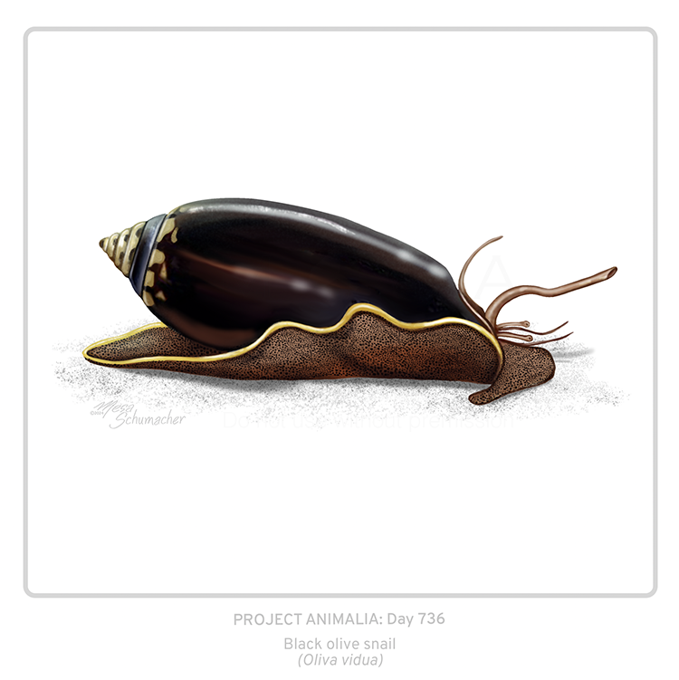 Project Animalia #736
Black olive snail (Oliva vidua)  

For obvious reasons.  And now I feel hungry somehow...

#sciart #bioart #wildlifeart #animalart #natureart #animallover #medart #snail #mollusk #shell #dailyart #oceanart #biodiversity