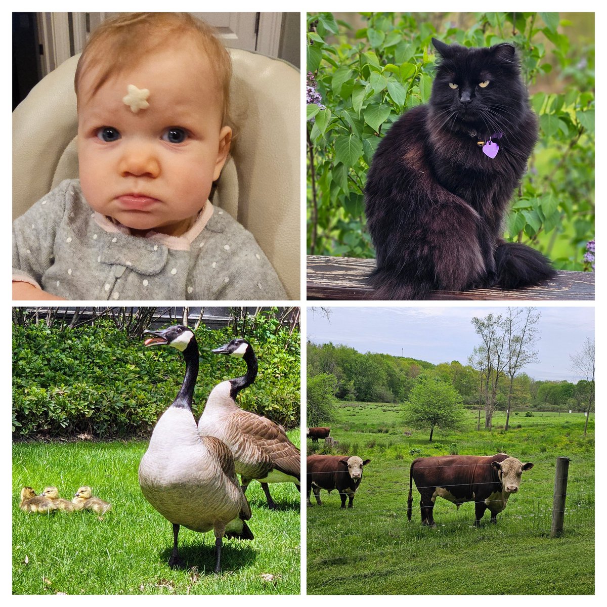 Unamused creatures I've met this past couple of weeks.