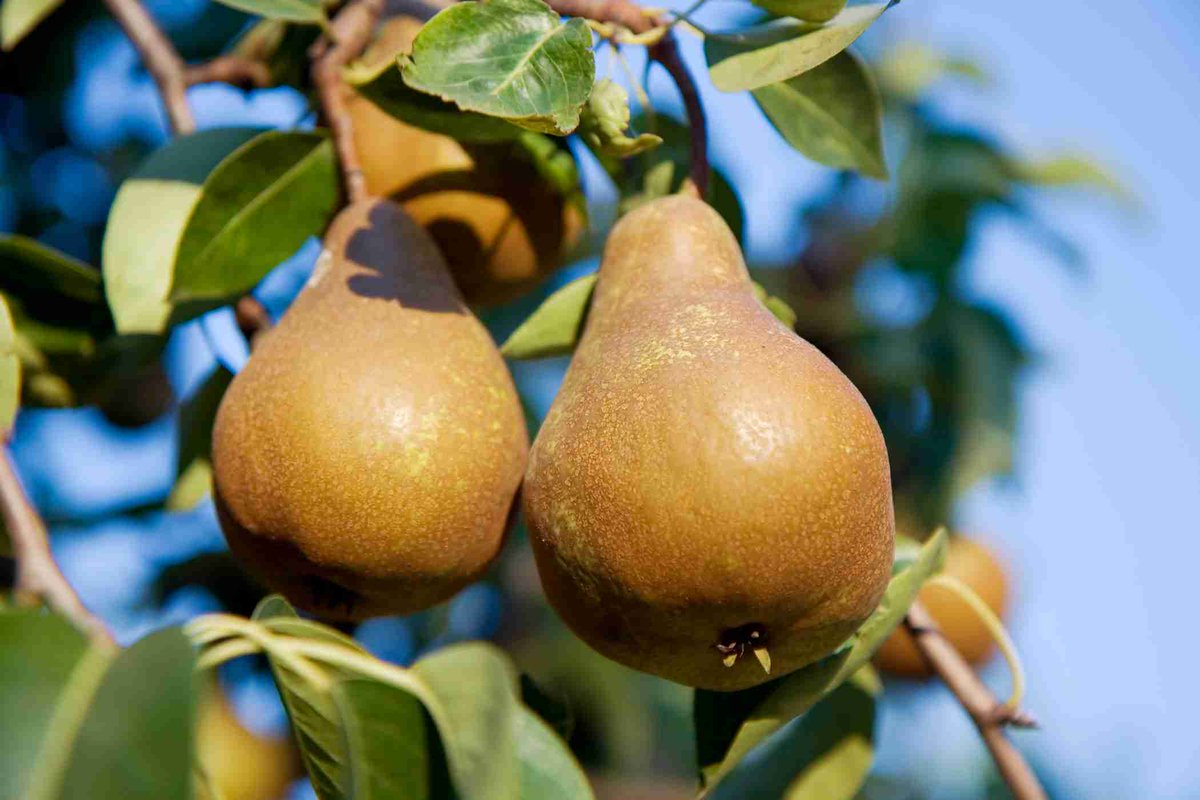 OMG.....
I just discovered a new top 5 favorite fruit!!!

Bosc Pears!
So much better than Bartletts! 💜🍐😋