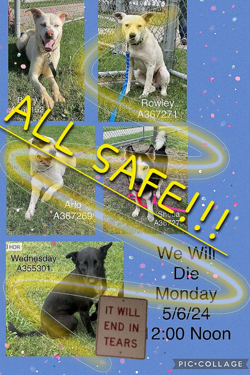 🎉🎵❣️🎉🎈✨️#CorpusChristiACSSurvivors 
All on list for 5/6 are safe, either adopted or tagged by rescue 🎉🎈✨️ Thanks #RescueVillage for all the ❤️ pledges,  donations,  sharing,  fostering,  rescues and adopters 👨‍👩‍👦🏡❤️💰💸😇
Please follow @RoCoGB for freedom pictures and