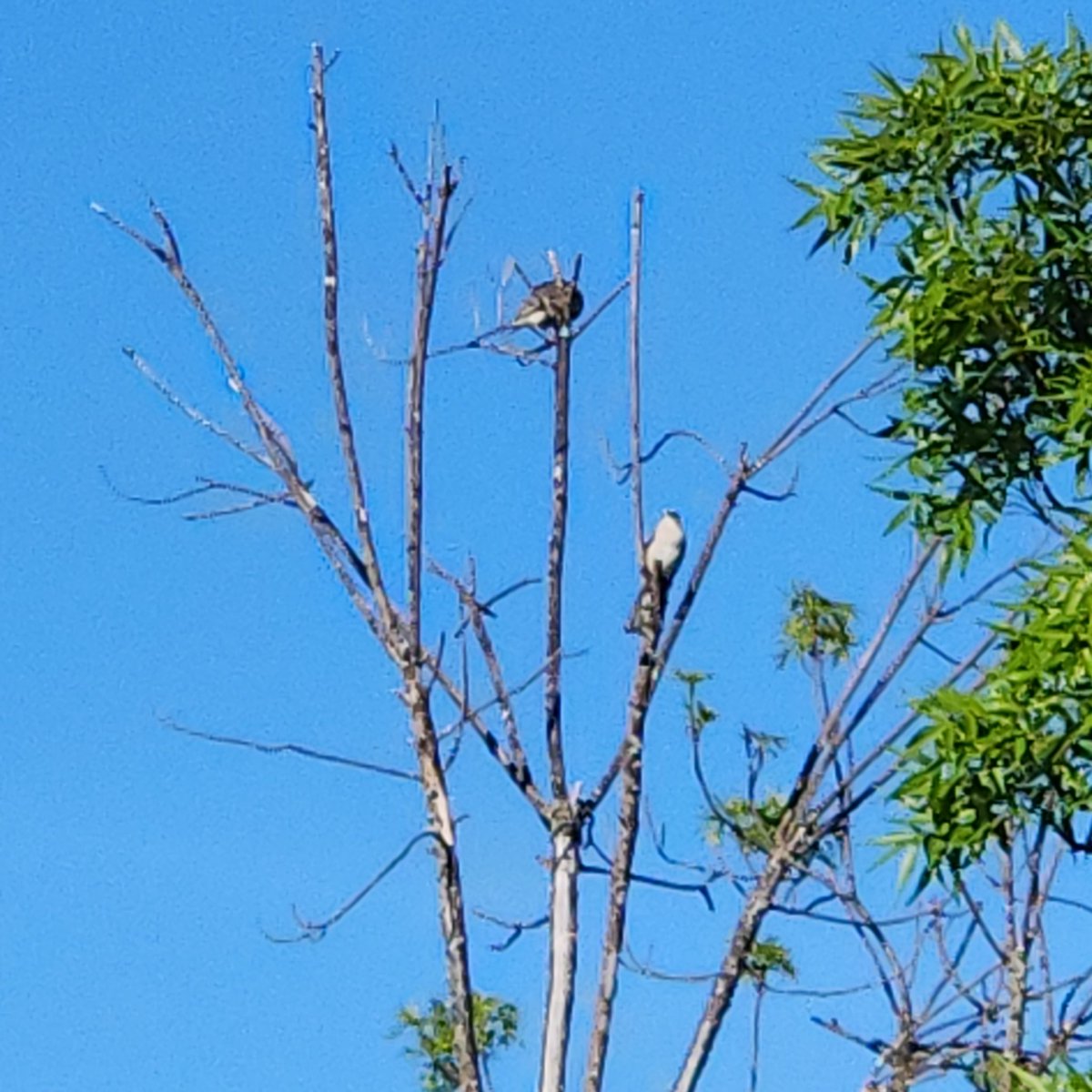 Mockingbird couple catching the last rays of the day
#NorCal