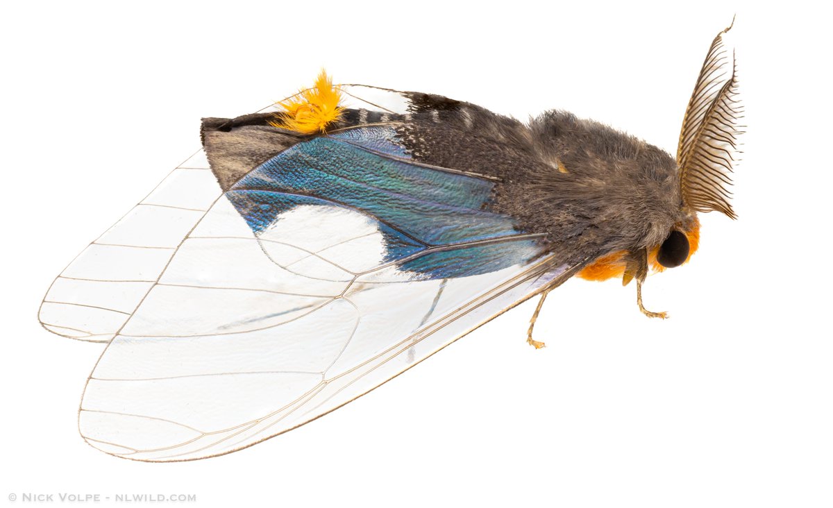 WHAT A MOTH! 😍
This small Clearwing Tussock Moth (Perina sunda) blew me away! I've never seen anything like it! 🤯
From Fraser's Hill, Malaysia! 🌳