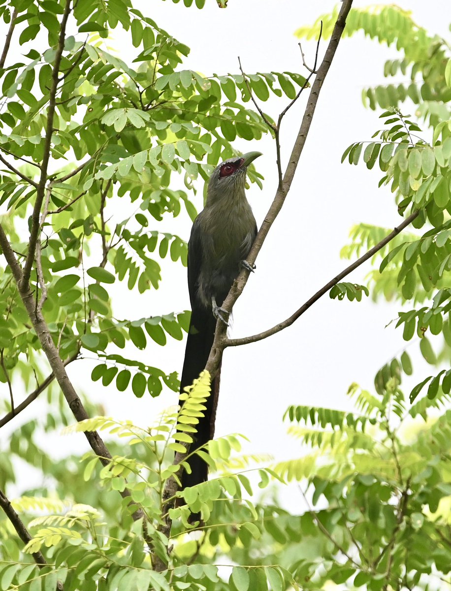 #1506 Green-billed Malkoha 

It straightened itself into a line upon seeing us. 

#dailypic #IndiAves #TwitterNatureCommunity #birdwatching #ThePhotoHour #BBCWildlifePOTD #natgeoindia