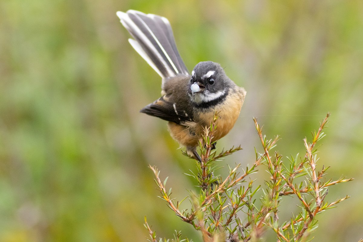 Pīwakawaka (NZ fantails) feed on coprosma berries in the autumn. #birdphotography #TwitterNatureCommunity #birds #nzbirds #wildlifephotography #NaturePhotography #BBCWildlifePOTD #ThePhotoHour #PhotoOfTheDay #BirdsSeenIn2024 #OrokonuiEcosanctuary #Fantail #Pīwakawaka