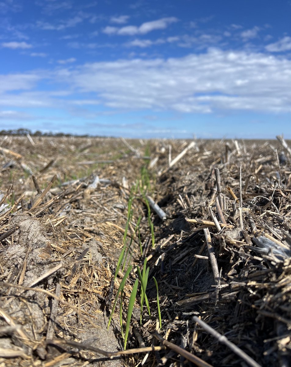 InterGrain tweet media