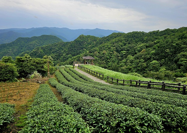 鳥探し。台湾茶の茶畑の脇を歩いて台湾固有種のサンケイ（藍腹鷴）を探します。youtu.be/qm2NeZDY9iM　 #藍腹鷴 #台湾探鳥日記 #サンケイ #台湾の鳥 #台湾茶 #台湾