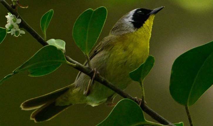 Common Yellowthroat FOS by the Gill #birdcpp #birding