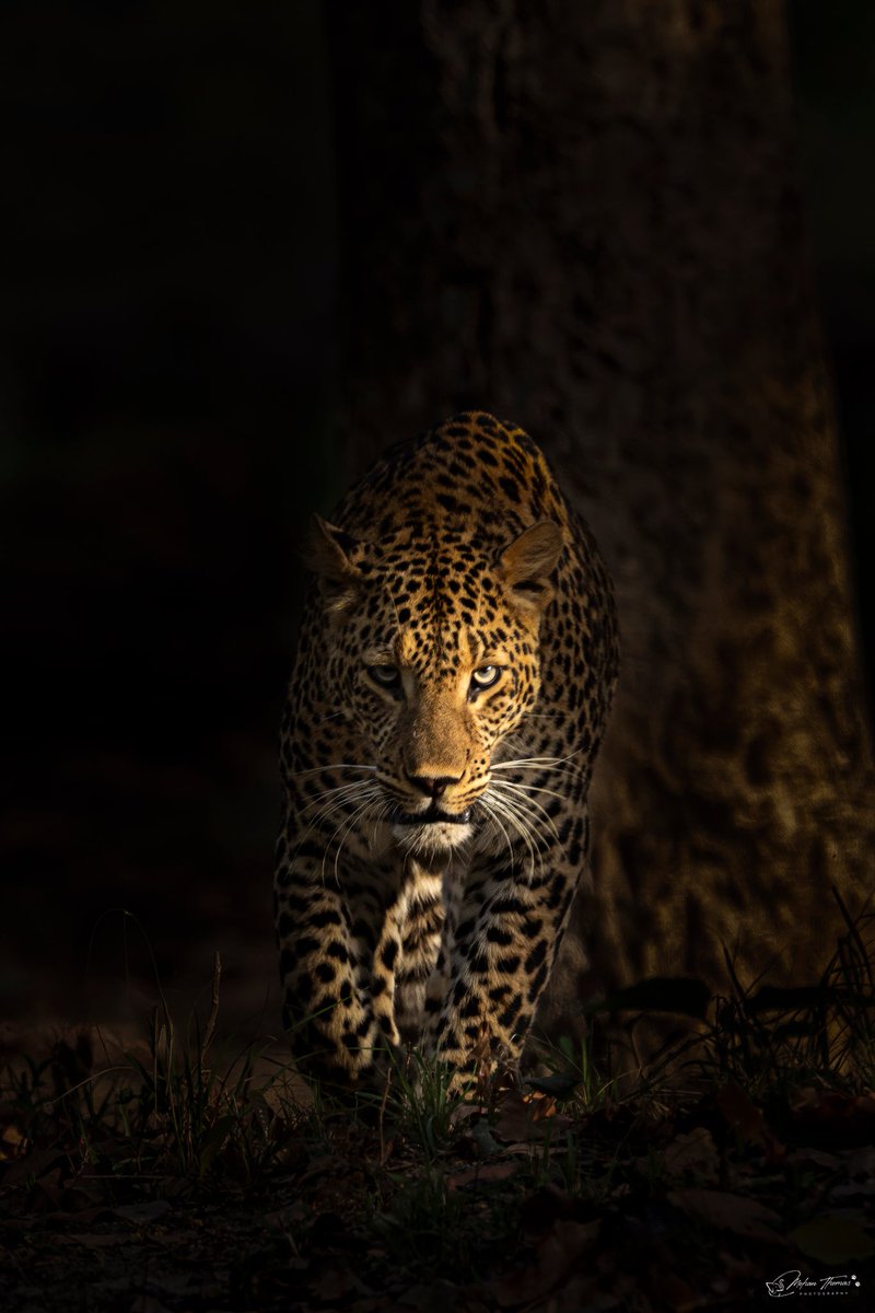 Leopard Rajaji Tiger Reserve @NikonIndia #nature #wildlife #natgeoindia
