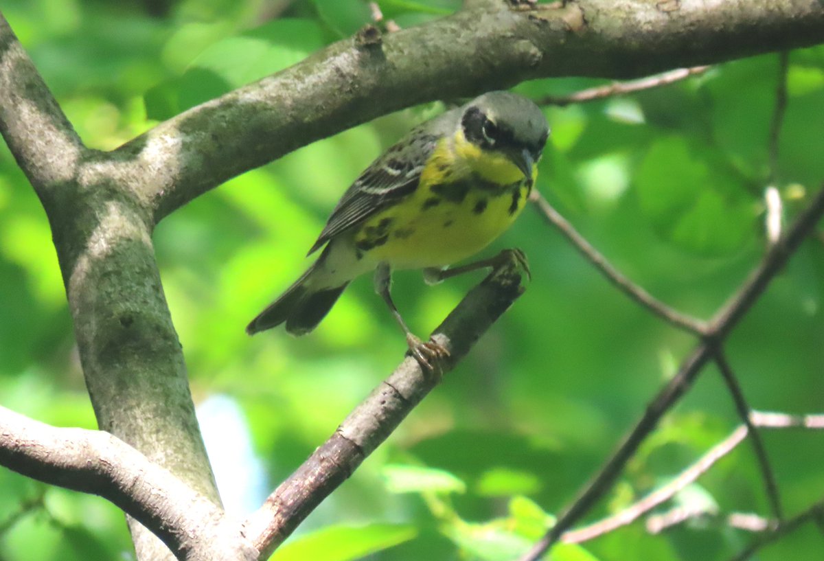 The magnolia warbler was in Fort Tryon Park. @BirdCentralPark #birdcpp