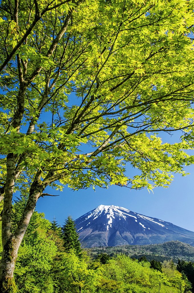 おはようございます。 木々の美しい新緑越しに見る富士山の風景です！