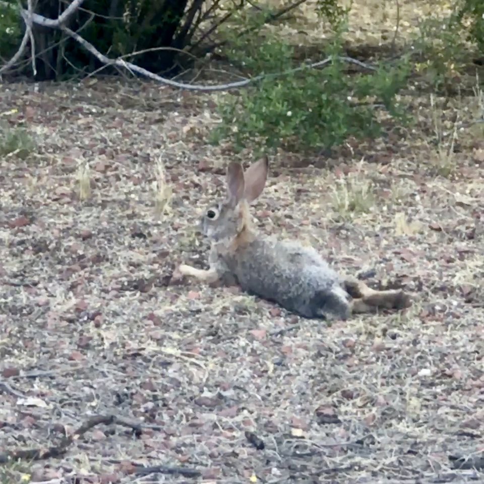 Oh hey💛 #hare #chill