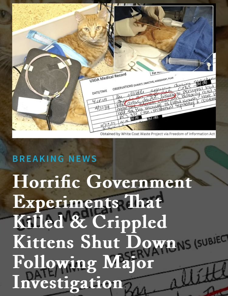 “Dozens of defenseless kittens will no longer be forced to walk on treadmills after being horrifically mutilated by taxpayer-funded experimenters …following an investigation & campaign by…White Coat Waste Project” 📰Horrific Government Experiments That Killed & Crippled…