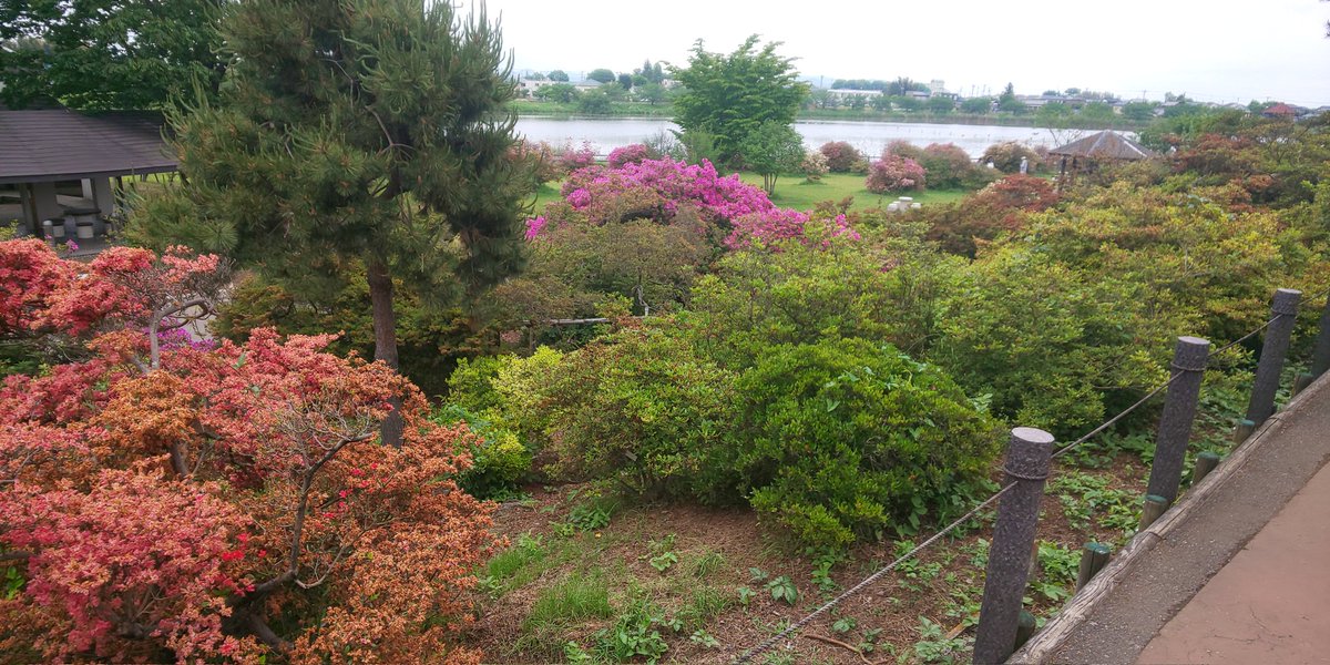 ツツジ丘 公園に来てます。
少しツツジ咲いてて良かったけど…外国の団体さんが凄く、賑やか笑
 #smile795