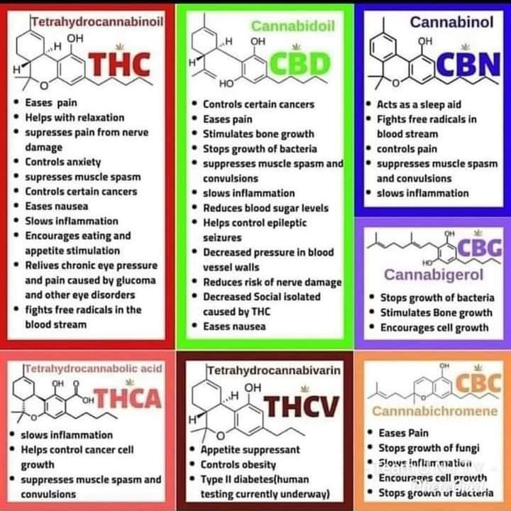 Cannabinoids produce more than 100 naturally occurring chemicals, the most abundant of which are Δ-9-tetrahydrocannabinol (THC), cannabidiol (CBD), terpenes, and flavonoids. THC and CBD bind with cannabinoid receptors (CB1 and CB2), which are present in the brain and many organs.…