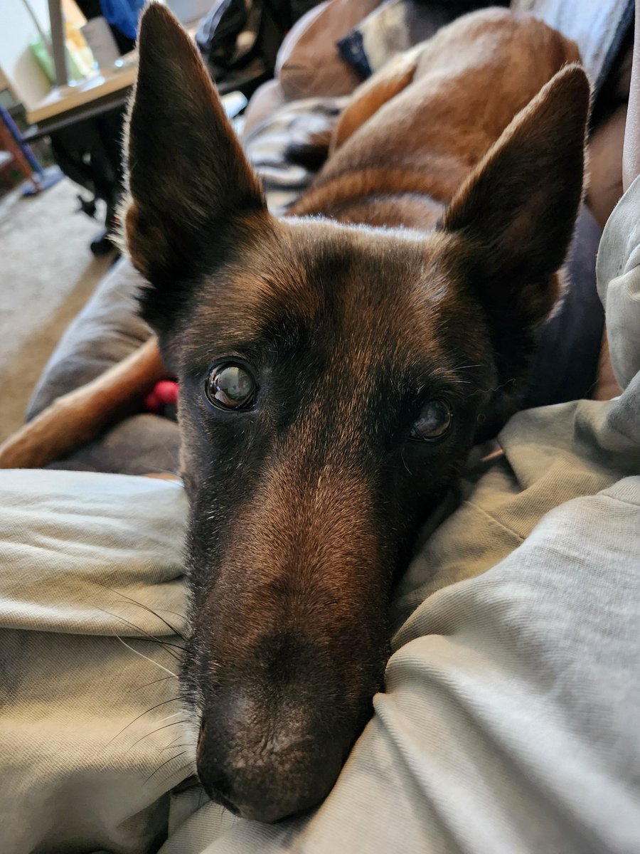 Cali_The_Mali's tweet image. When you're snacking and someone expects you to share. 
#Cali_the_Mali #Rude #Beggar #DontDropAnything
