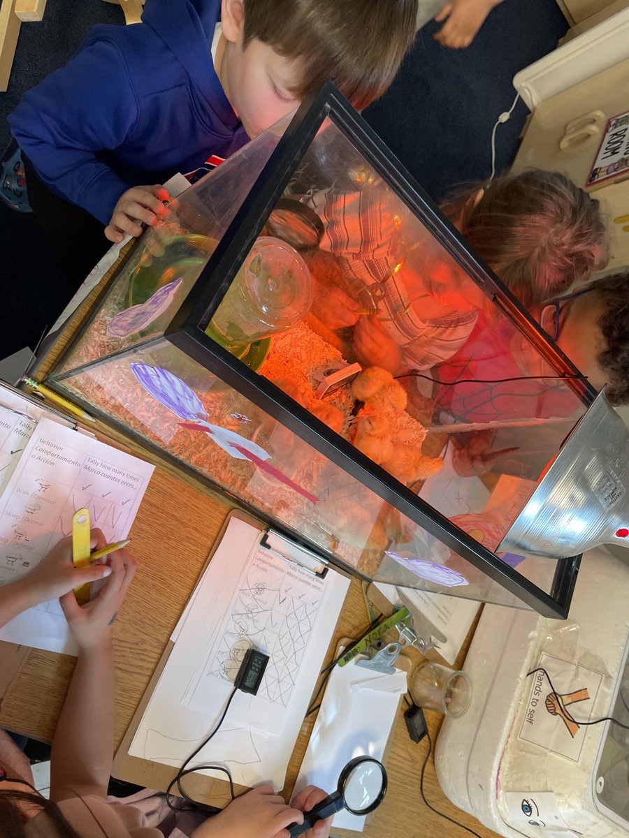 Just in awe of our newly hatched chicks!