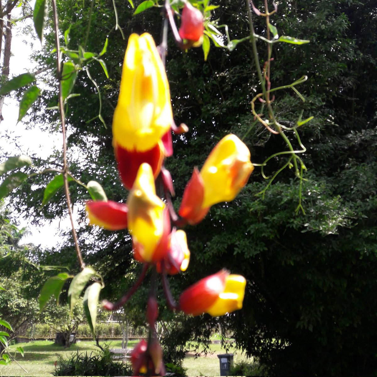 Semat pagi kawan 🙏