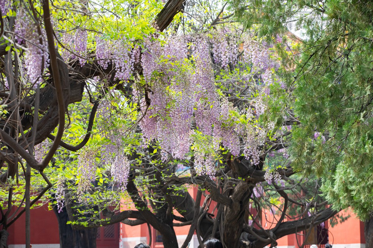 The #ConfuciusTemple, neighboring the #ImperialCollege, spans 22,000 square meters and includes three courtyards. In spring and summer, the venue is graced with #wisteria flowers in full bloom. #CulturalBeijing #WisteriaBloom #BeijingSeasons #VisitBeijing #Beijing