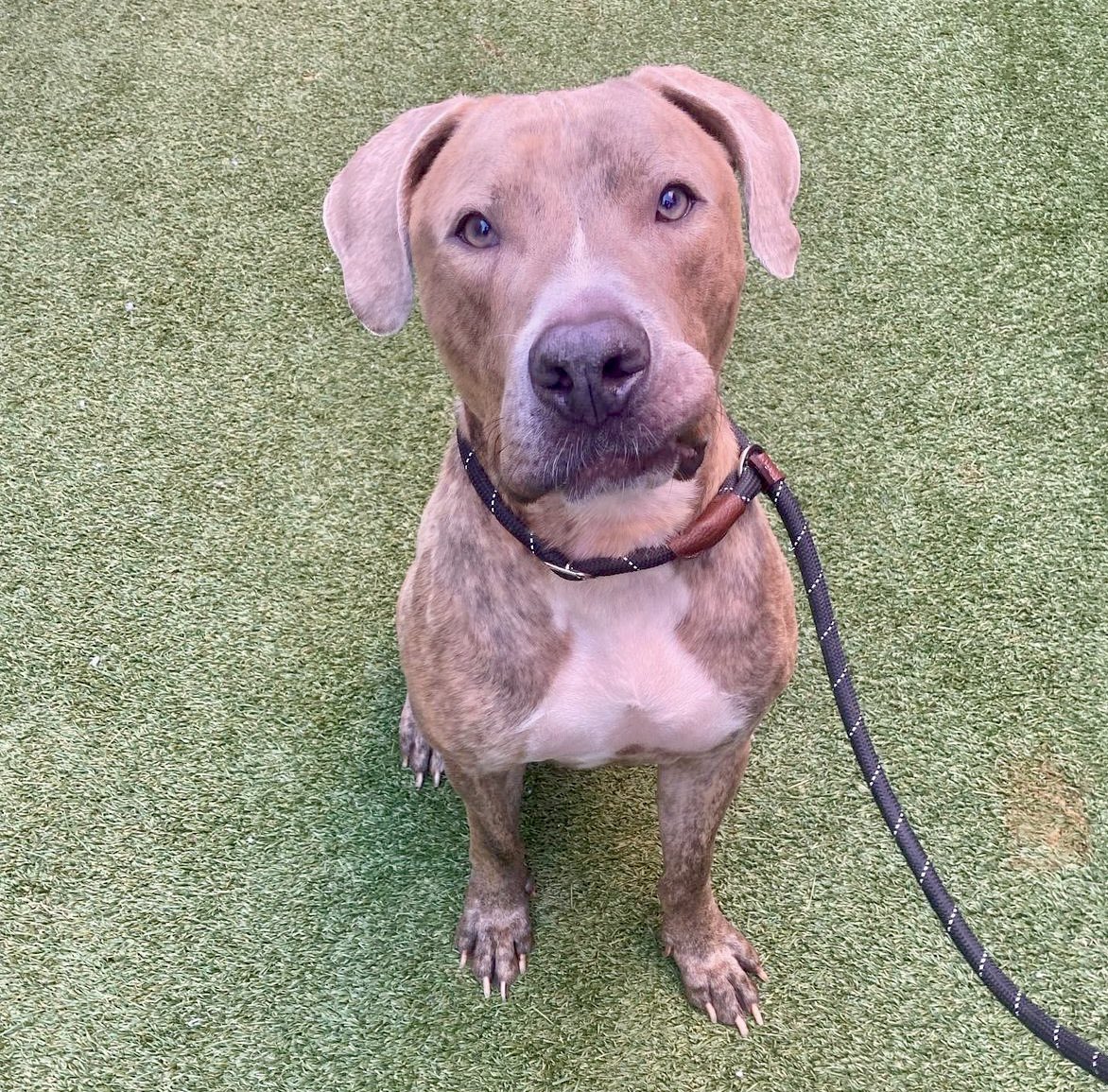 #AdoptMe #FosterMe ♥️ #NYCACC #NewYork 🇺🇸 🐶 Mega 😍 is still waiting for a pawparent to notice him! New pics from a volunteer who says Mega is BIG DOG LOVE & super sweet 🍭 He can’t wait to meet you… Shelter is FULL. Can you foster? #FostersSaveLives nycacc.app/#/browse/134673