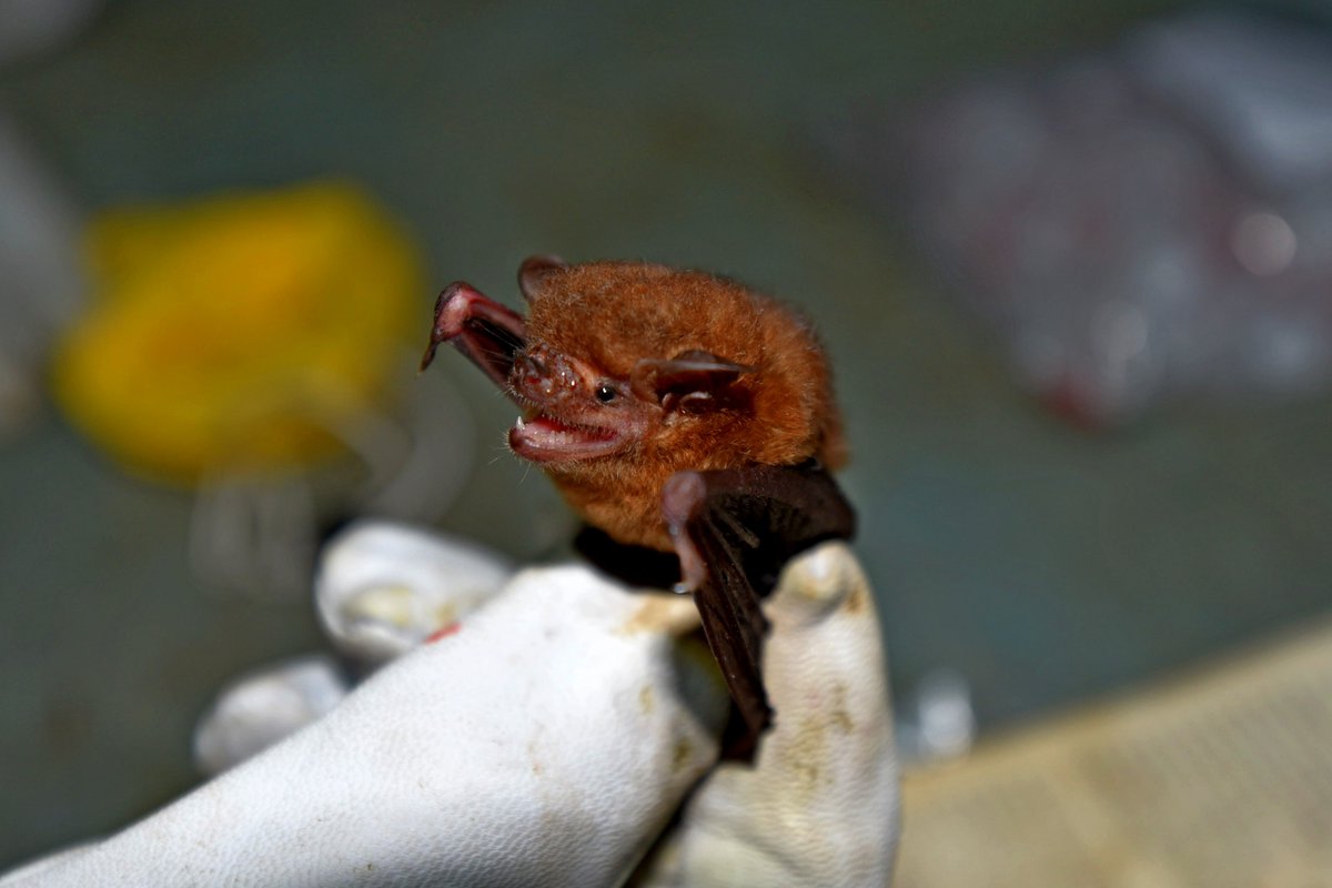 Elise Sivault tweet media