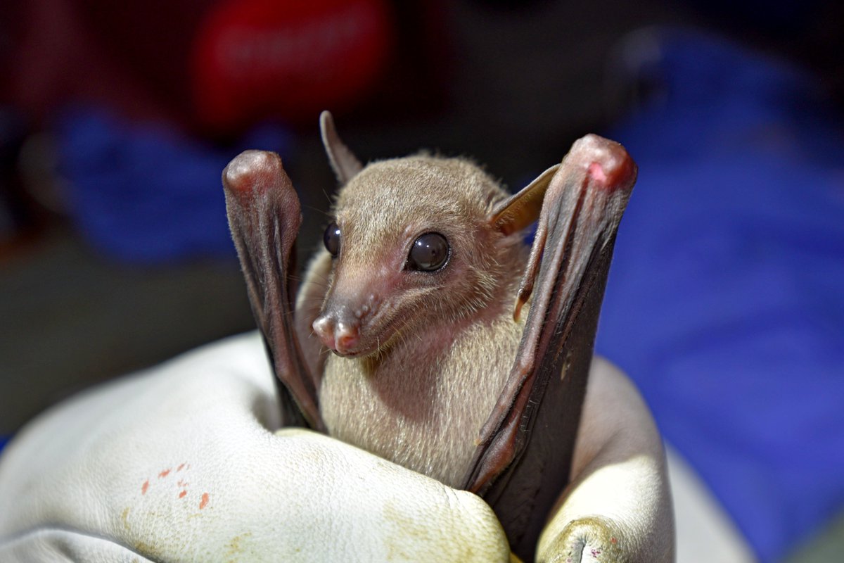 Elise Sivault tweet media