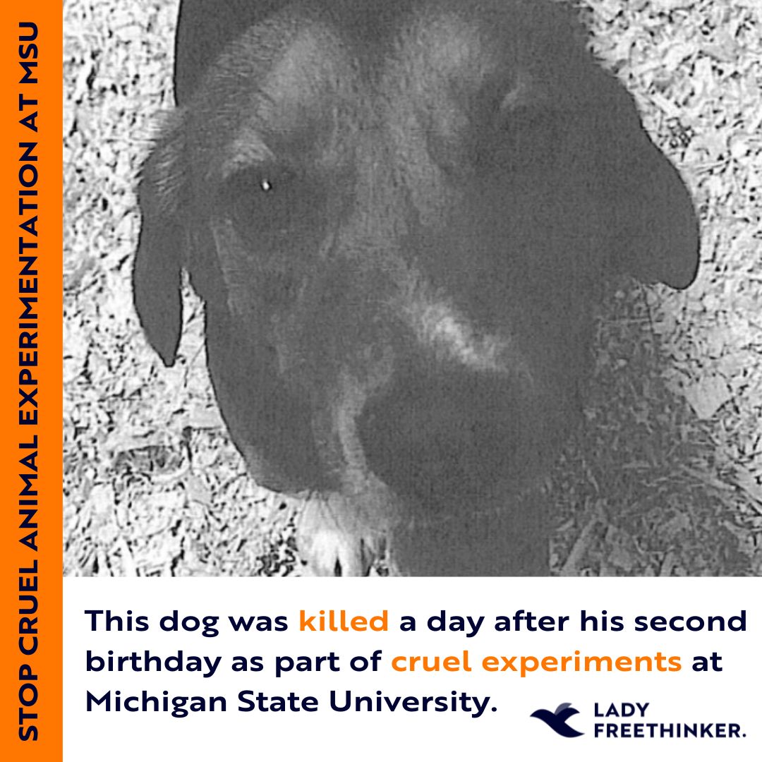 Uranus, the #beagle pictured, was killed by researchers at #MichiganStateUniversity, according to documents uncovered by LFT. Up to 202 innocent beagles could face the same fate. SIGN the petition calling on #MSU to STOP killing #puppies: ladyfreethinker.org/sign-stop-kill…