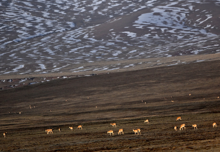 Pregnant Tibetan antelopes have begun their annual migration to the heart of northwest China's Hoh Xil National Nature Reserve to give birth xhtxs.cn/Tic