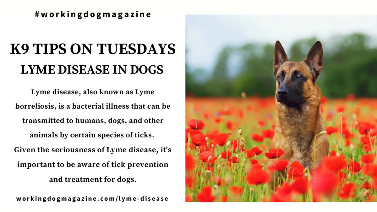 🐕 📑⁣⁣ ⁣⁣⁣⁣⁣⁣⁣ @workingdogmag K9 Tips on Tuesdays: Lyme Disease in Dogs⁣ ⁣⁣⁣⁣⁣⁣⁣⁣⁣⁣⁣⁣⁣⁣⁣ Full article: workingdogmagazine.com/lyme-disease/ you deserve a trusted source ⁣⁣⁣⁣⁣⁣⁣⁣ #thinlinemedia #workingdogmagazine #wdtc #dogpeople • #awardwinning⁣