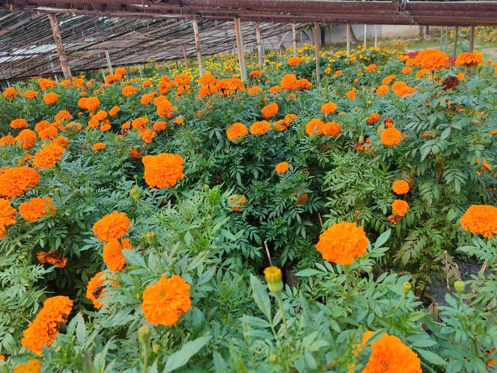 একগাদা ফুলের রঙের বিস্তার মনের ছোঁয়া বিচরণ করে বারবার।