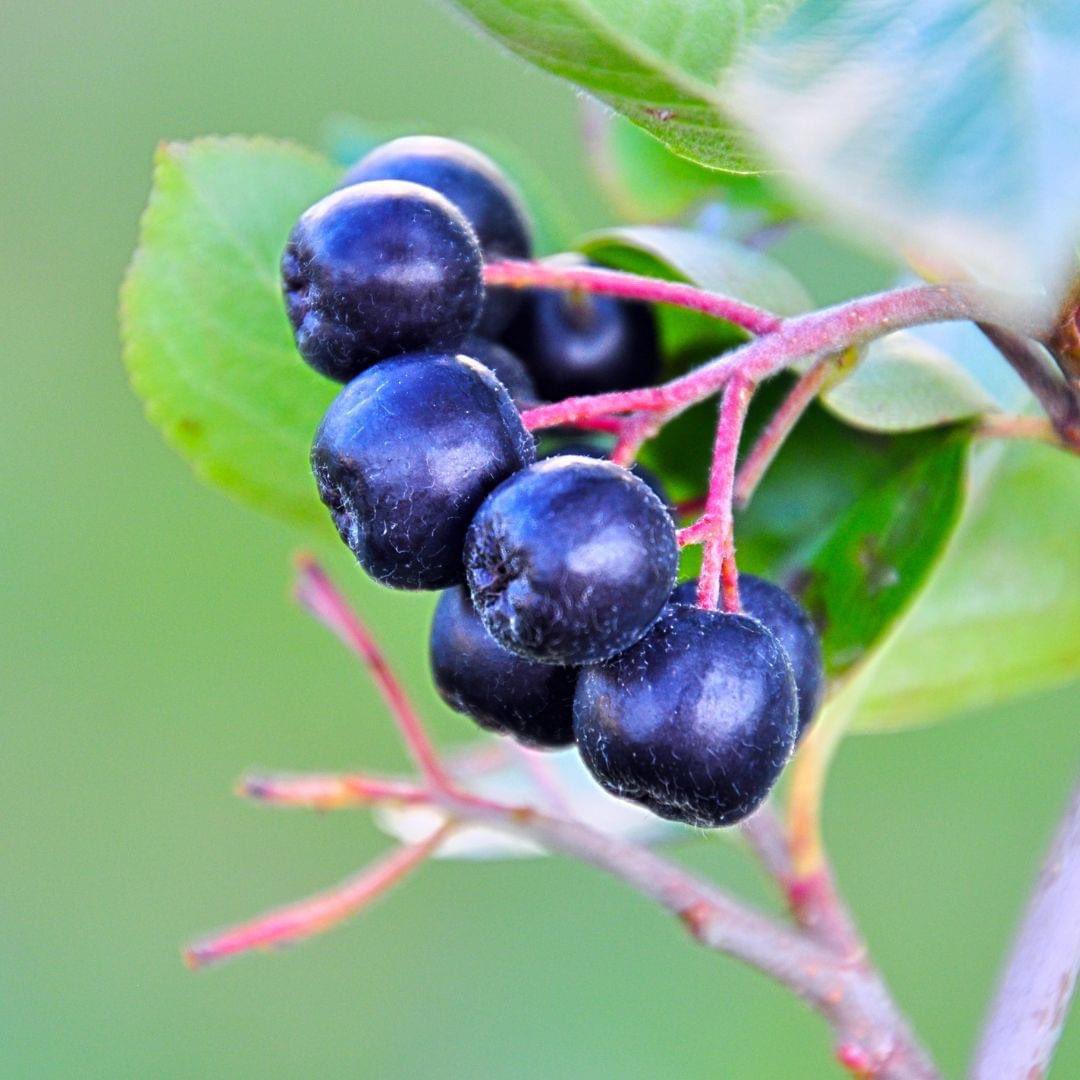 🌿 Embrace the pure and organic goodness of Superberries®! 🍇 Our aronia berries are cultivated organically, ensuring that you're getting only the best.
