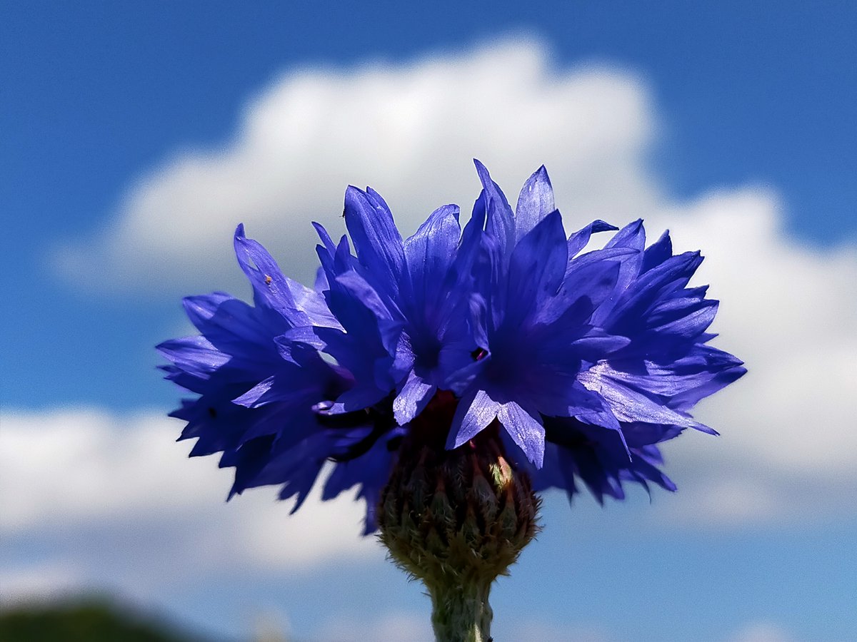 5月青空 白い雲　庭に咲く花
#花が好き　#TLを花でいっぱいにしよう　#キリトリセカイ