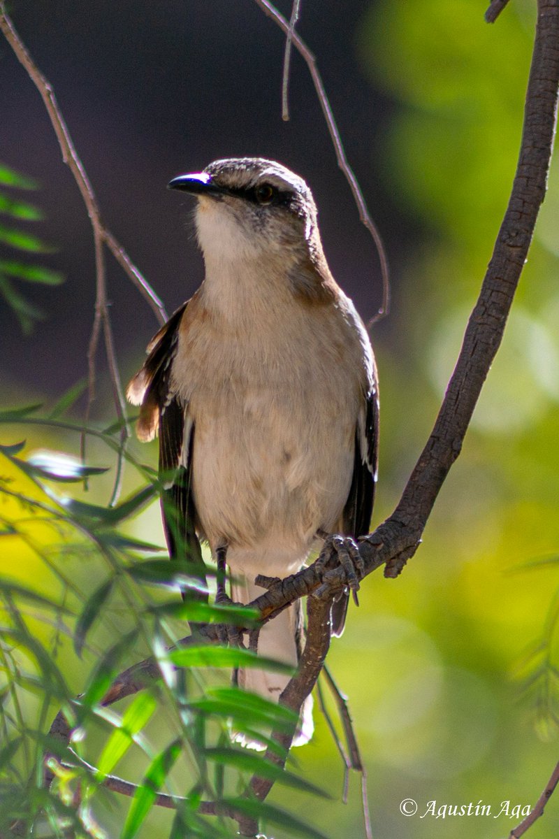 Calandria Castaña 'Mimus dorsalis' Noroeste Argentino #BirdsSeenIn2024 #BirdsOfTwitter #birdwatching #birdphotography #wildlifephotography #Naturaleza #NaturePhotography #ThePhotoHour #Birds #Nikon #Aves @AvesArgentinas