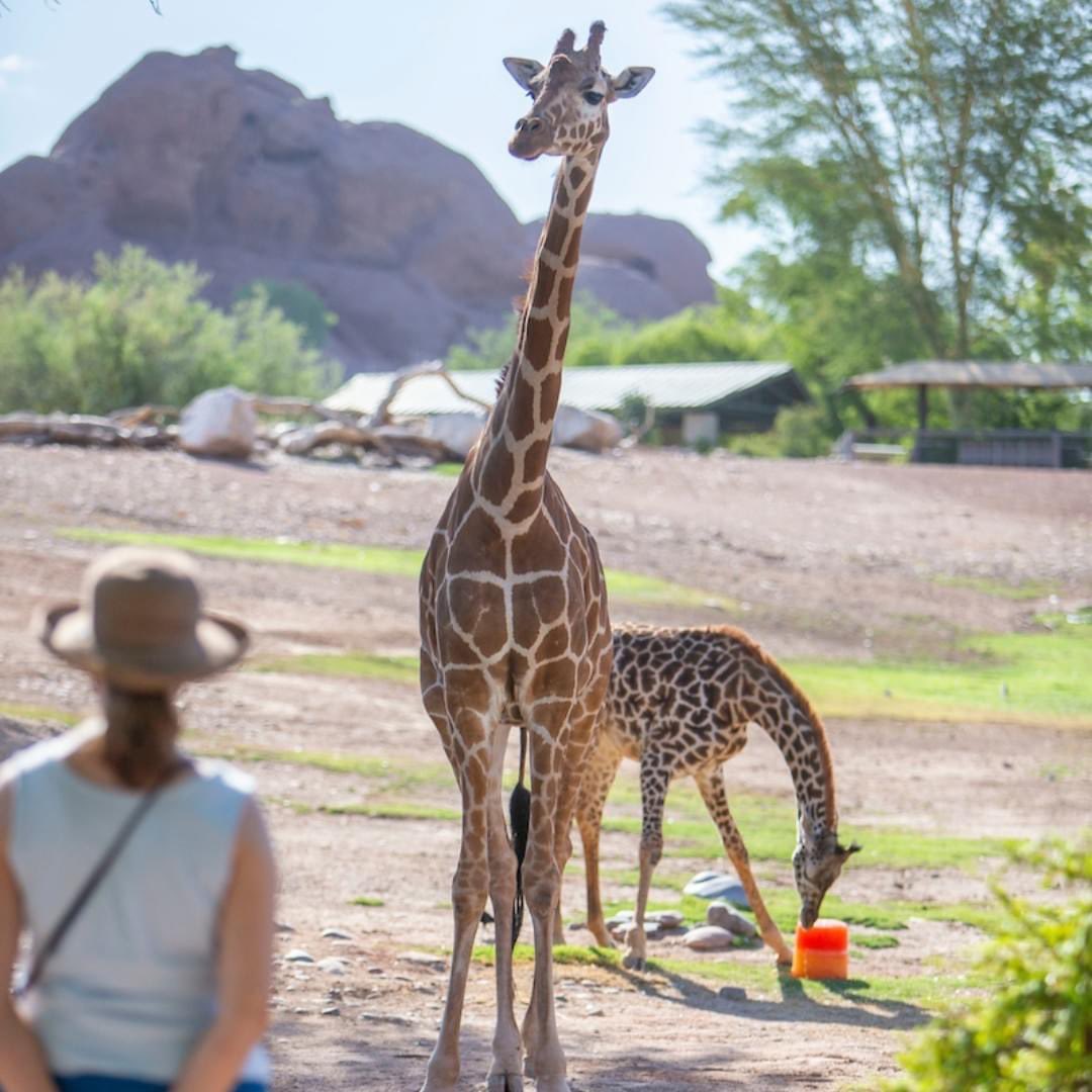 Enjoy a day at the Phoenix Zoo with like-minded professionals on May 11 for Teacher Appreciation Day presented by @DesertFinancial. First 300 teachers will receive free admission, additional teachers will receive 50% off admission. Teacher ID required.