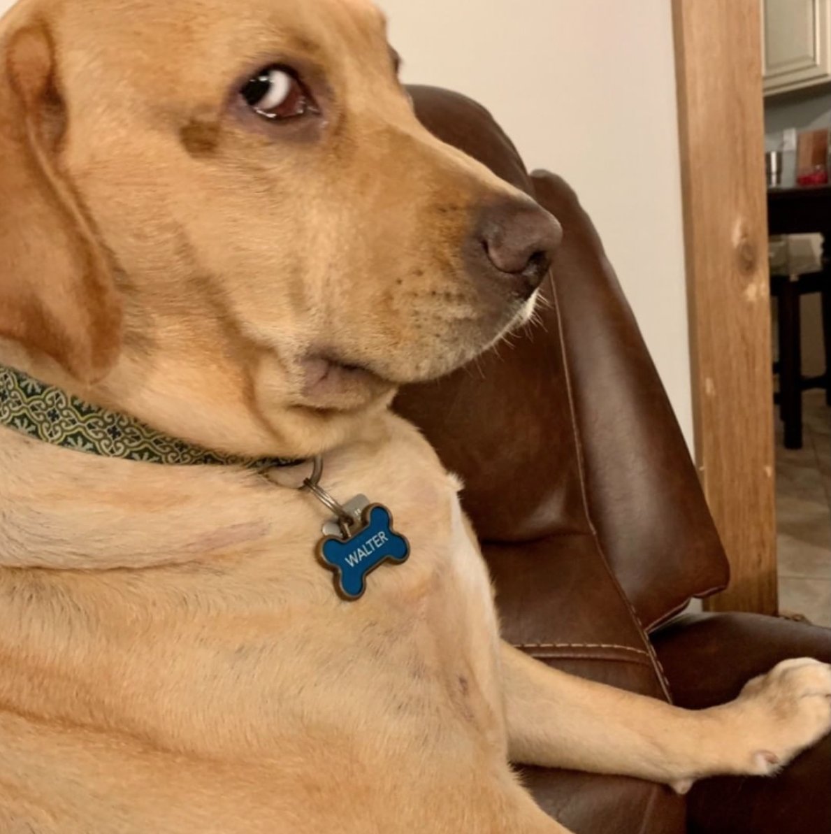 Side Eye Dog Coin | SOLANA tweet media